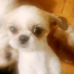 Sophie - Shih Tzu
