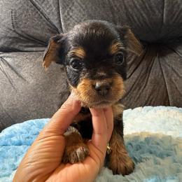 Oatmeal - Black and tan male Yorkipoo puppy in San Antonio, Texas from Sweet as dessert puppies