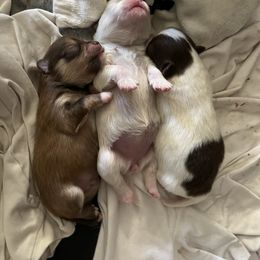 Pomeranian Puppies from Wheresmil0