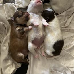 Pomeranian Puppies from Wheresmil0