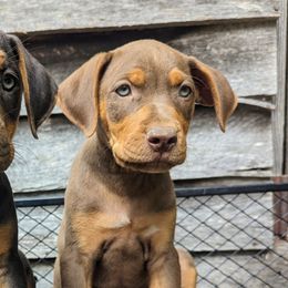 Catahoula Leopard Dogs from ArkieHoulas