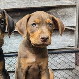 Catahoula Leopard Dogs from ArkieHoulas