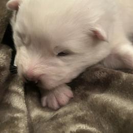 Truman - White male Samoyed puppy in Atkinson, Nebraska from Sandhills Samoyeds