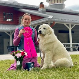 Gracie - Great Pyrenees