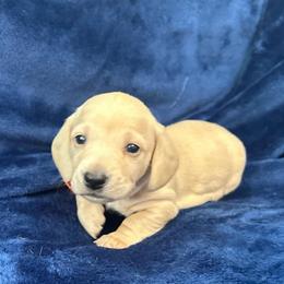 Van Gogh - Cream male Dachshund puppy in Memphis, Tennessee from River City Doxies
