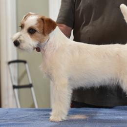 Tiana - Russell Terrier