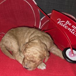 Little Red - Apricot female Aussiedoodle puppy in Cumberland, Rhode Island from W Doodle Crew