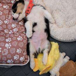 Pembroke Welsh Corgi Puppies from McGovern Family Corgis