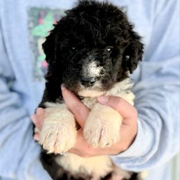 Oreo - White and black male Bordoodle puppy in Eastman, Georgia from Dood B Ranch