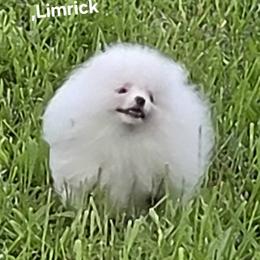 Limerick - White male Pomeranian puppy in Paw Paw, Michigan from Fairy Tale Poms & English Toy Spaniels