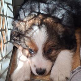 Oliver - Black tri male Miniature Australian Shepherd puppy in Copperas Cove, Texas from Aussies Acre