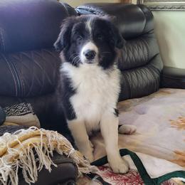 Cliff - Black and white male Border Collie puppy in Morgan, Texas from Shooting Star Ranch