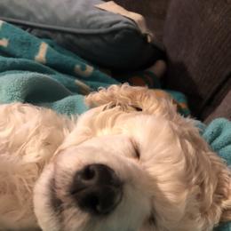 Poodle Puppies from Segraves Poodles
