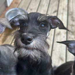 Boy 6 - Black and silver Miniature Schnauzer puppy in Monroe, Washington from 4 Ever Schnauzers