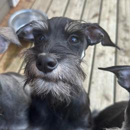Boy 6 - Black and silver Miniature Schnauzer puppy in Monroe, Washington from 4 Ever Schnauzers