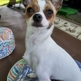 Chihuahua Puppies from Fine Whines & Lickers