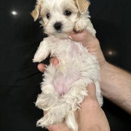 Maltipoo Puppies from Fox Family