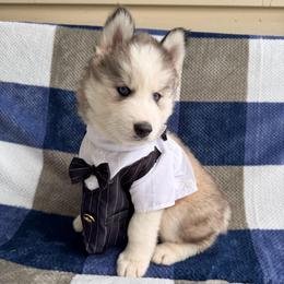 Breezy - Wolf sable male Pomsky puppy in Venus, Pennsylvania from Hemlock Pines Pomsky