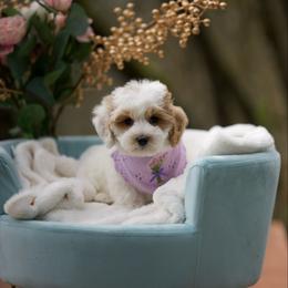 Valentino - Parti male Maltipoo puppy in Deming, Washington from Heavenly Puppies to Love