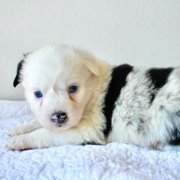 Freckles Merle Girl - Blue merle female Miniature Australian Shepherd puppy in Burkesville, Kentucky from Bline’s Awesome Aussies & Doxies at the Bline Family Farm
