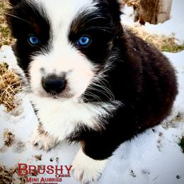 BRUSHY CREEKS FLY (NBT) - Black tri-color male Australian Shepherd puppy in Red Oak, Texas from Brushy Creek Aussies & Mini Aussies