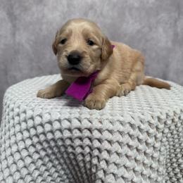 Girl 4 Pick - Golden female Golden Retriever puppy in Piedmont, South Carolina from The Farm at Saluda Ridge