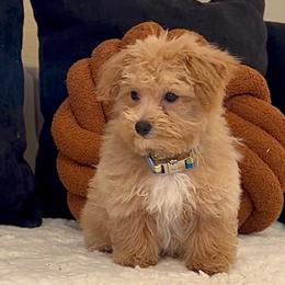 Brody - Apricot male Maltipoo puppy in Melissa, Texas from Southern Love Cavapoos & Maltipoos