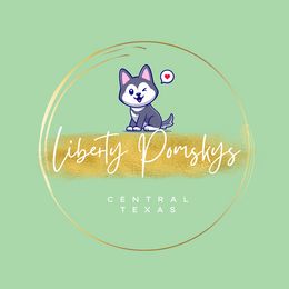 Pomskies from Liberty Pomsky