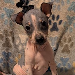 Dragon Fruit - Black tan and white male American Hairless Terrier puppy in Phoenix, Arizona from Bare Valley