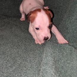 Male brown mask - Tri-colored male Parson Russell Terrier puppy in Phelan, California from Elite Parson Russells