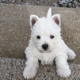 West Highland White Terrier Puppies from The West Acres