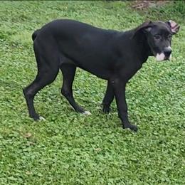 Eileen - Mantle female Great Dane puppy in Walker, Louisiana from La Rebel Danes