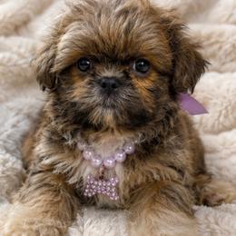 Regent - Blue and white male Shih Tzu puppy in Riverside, California from Be Dazzled Shihtzu