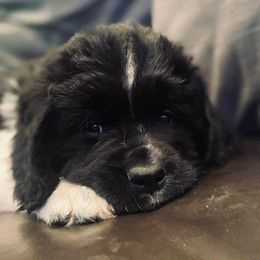 Newfoundland Puppies from Crossroads Newfoundlands