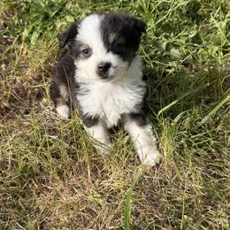 Petal - Black tri female Miniature American Shepherd puppy in Florence, Oregon from NW Aloha Miniature American Shepherds