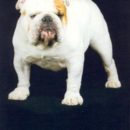 English Bulldog All Grown Up from Beams Bulldogs