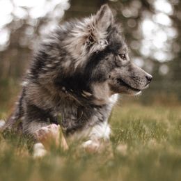 Aspen - Siberian Husky