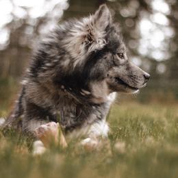 Aspen - Siberian Husky