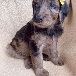 Goldendoodle Puppies from Luneckas Litters