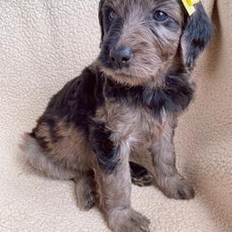 Goldendoodle Puppies from Luneckas Litters