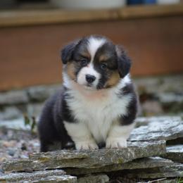 Pembroke Welsh Corgi Puppies from C&G Corgis