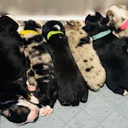 Miniature Australian Shepherd puppies from Space Coast Mini Aussies