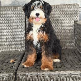 Picasso - Bernedoodle