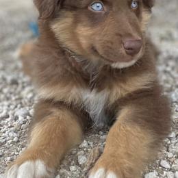 Australian Shepherd Puppies from Malin Family Aussies
