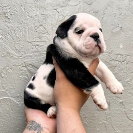 Bulldogs from DreamBullys