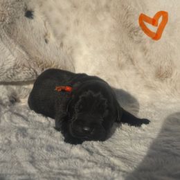 Orange Collar Male - Black male Labrador Retriever puppy in Kissimmee, Florida from SunState Labs