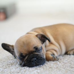 French Bulldog and Goldendoodle Puppies from Fox Run Farm