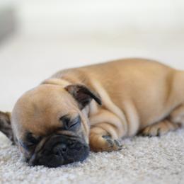 French Bulldog and Goldendoodle Puppies from Fox Run Farm