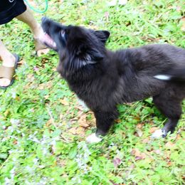 Siberian Husky Puppies from Blue Moon Siberian Husky Haven