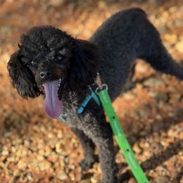 Poodle puppies from Cuddles n Curls